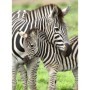 Puzzle Zebre, 300 Piese Ravensburger - 1
